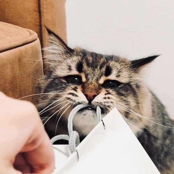 Cat Tugging At Bag Blank Meme Template