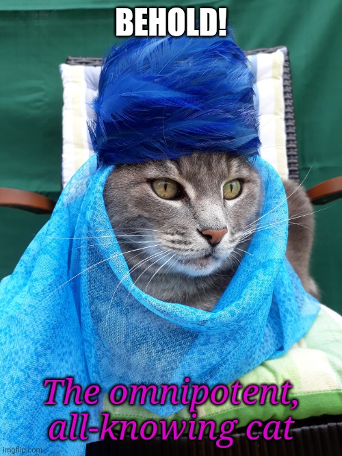 Amazing cat | BEHOLD! The omnipotent, all-knowing cat | image tagged in amazing cat | made w/ Imgflip meme maker
