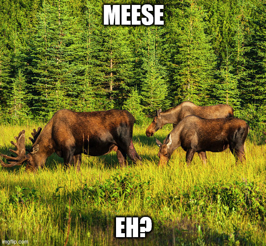 MEESE; EH? | image tagged in memes | made w/ Imgflip meme maker
