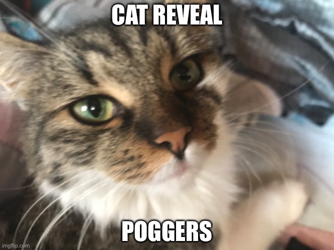 cat reveal | CAT REVEAL; POGGERS | image tagged in cat | made w/ Imgflip meme maker