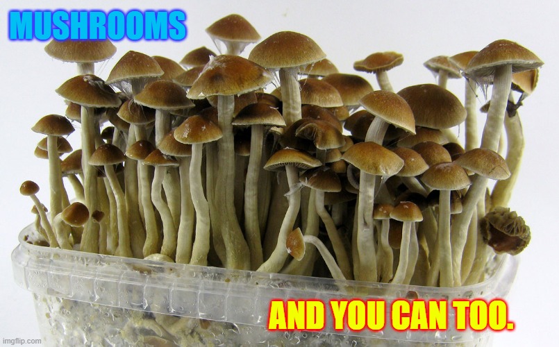 Clear Thinking | MUSHROOMS; AND YOU CAN TOO. | image tagged in mushrooms,maji,love you,freedom | made w/ Imgflip meme maker