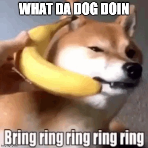 / | WHAT DA DOG DOIN | image tagged in what da dog doin | made w/ Imgflip meme maker