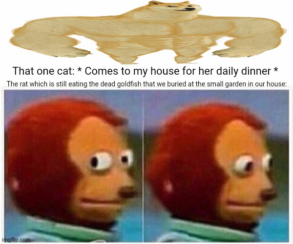 Monkey Puppet Meme | That one cat: * Comes to my house for her daily dinner *; The rat which is still eating the dead goldfish that we buried at the small garden in our house: | image tagged in memes,monkey puppet,cute kittens | made w/ Imgflip meme maker