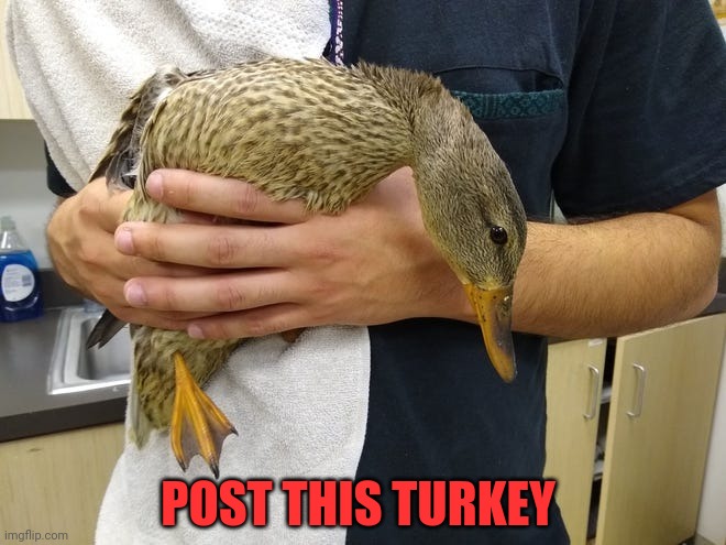 Post this Turkey | POST THIS TURKEY | image tagged in turkey,post this turkey,happy thanksgiving,nom nom nom,but why why would you do that | made w/ Imgflip meme maker