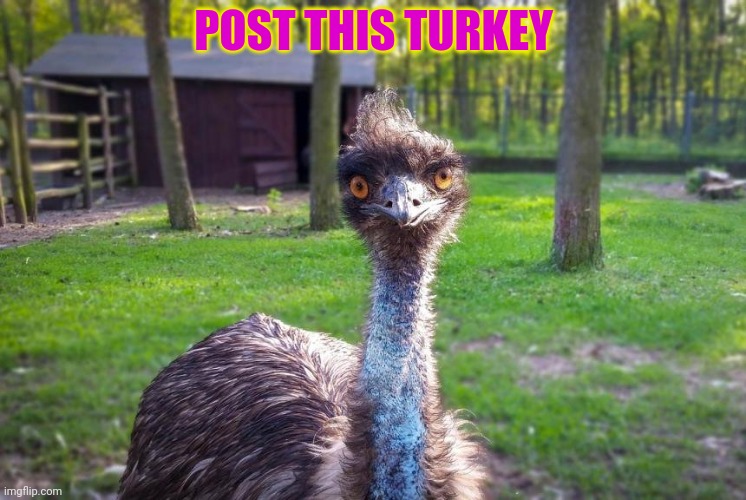 Post this Turkey | POST THIS TURKEY | image tagged in post this turkey,turkey,happy thanksgiving,cute animals | made w/ Imgflip meme maker