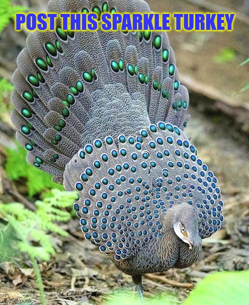 Post this Turkey | POST THIS SPARKLE TURKEY | image tagged in turkey,happy thanksgiving,post this turkey,cute animals | made w/ Imgflip meme maker