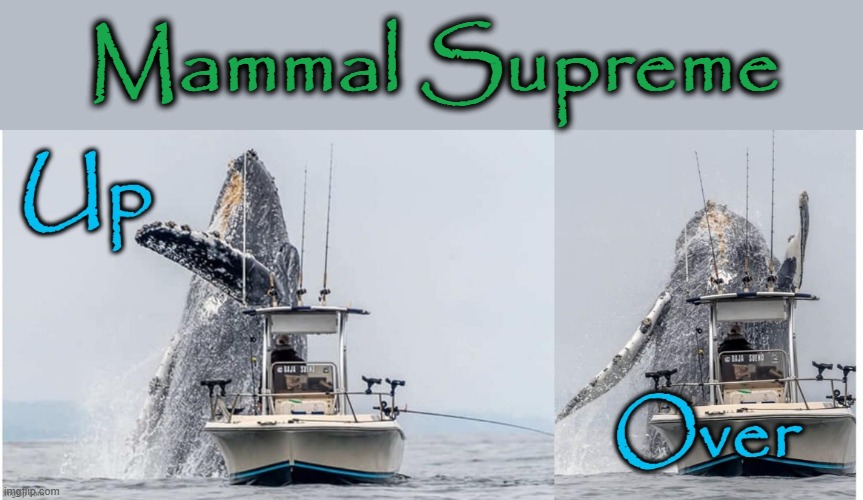 Mammal Supreme | Mammal Supreme | image tagged in whale | made w/ Imgflip meme maker