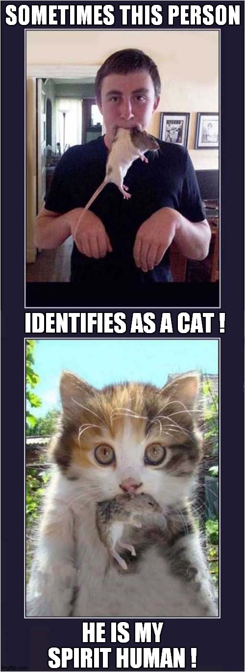 Everybody Wants To Be A Cat ! | SOMETIMES THIS PERSON; IDENTIFIES AS A CAT ! HE IS MY SPIRIT HUMAN ! | image tagged in cats,identity,spirit animal | made w/ Imgflip meme maker