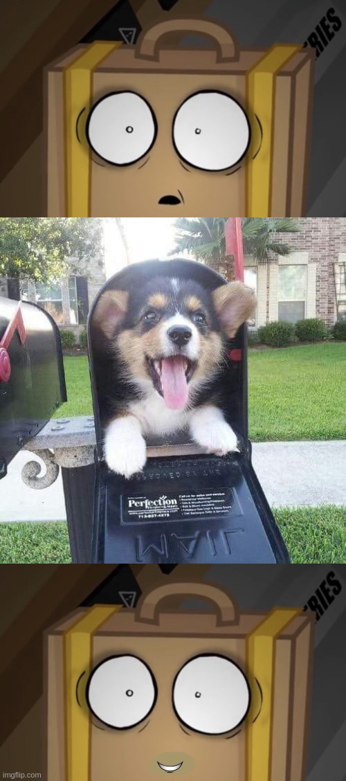 aw screw it...it's cute | image tagged in suitcase,cute doggo in mailbox | made w/ Imgflip meme maker