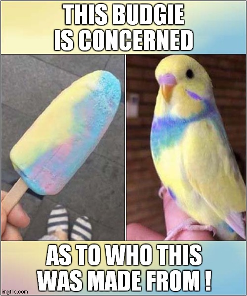 A Birds Curiosity Over Ice Lolly (Popsicle) | THIS BUDGIE IS CONCERNED; AS TO WHO THIS
WAS MADE FROM ! | image tagged in budgerigar,birds,lolly,popsicle | made w/ Imgflip meme maker