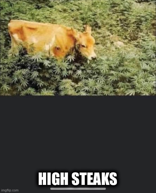 HIGH STEAKS | image tagged in memes | made w/ Imgflip meme maker