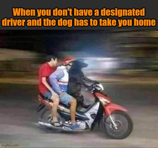 La Bar Door Retriever | When you don't have a designated driver and the dog has to take you home | image tagged in designated driver,dog,labrador,motorcycle,uber,driver | made w/ Imgflip meme maker