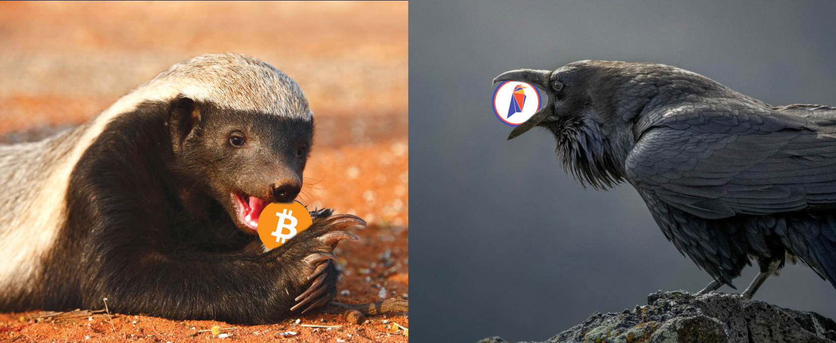 bitcoin ravencoin animal spirits Blank Meme Template