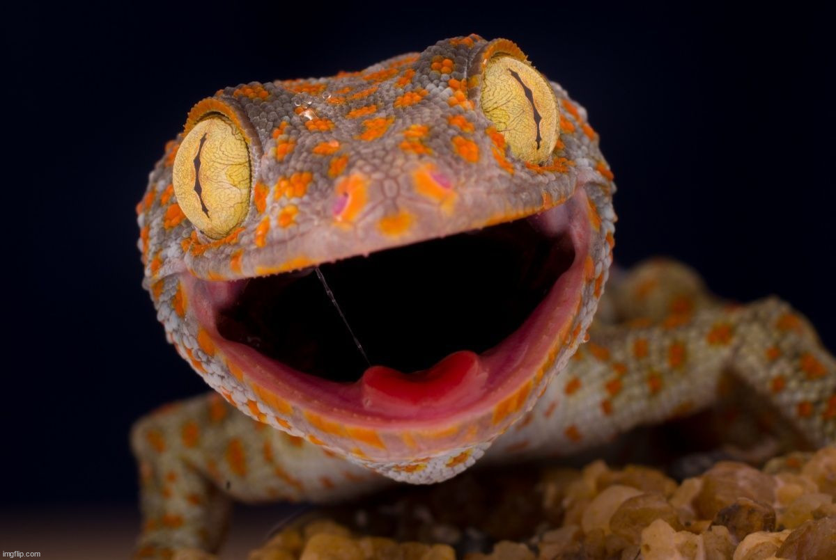 image tagged in awesome | made w/ Imgflip meme maker