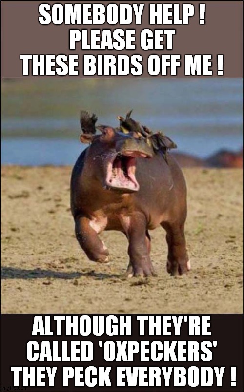Baby Hippo Vs Those Pecky Birds | SOMEBODY HELP !
PLEASE GET THESE BIRDS OFF ME ! ALTHOUGH THEY'RE CALLED 'OXPECKERS'  THEY PECK EVERYBODY ! | image tagged in hippo,birds,attack | made w/ Imgflip meme maker
