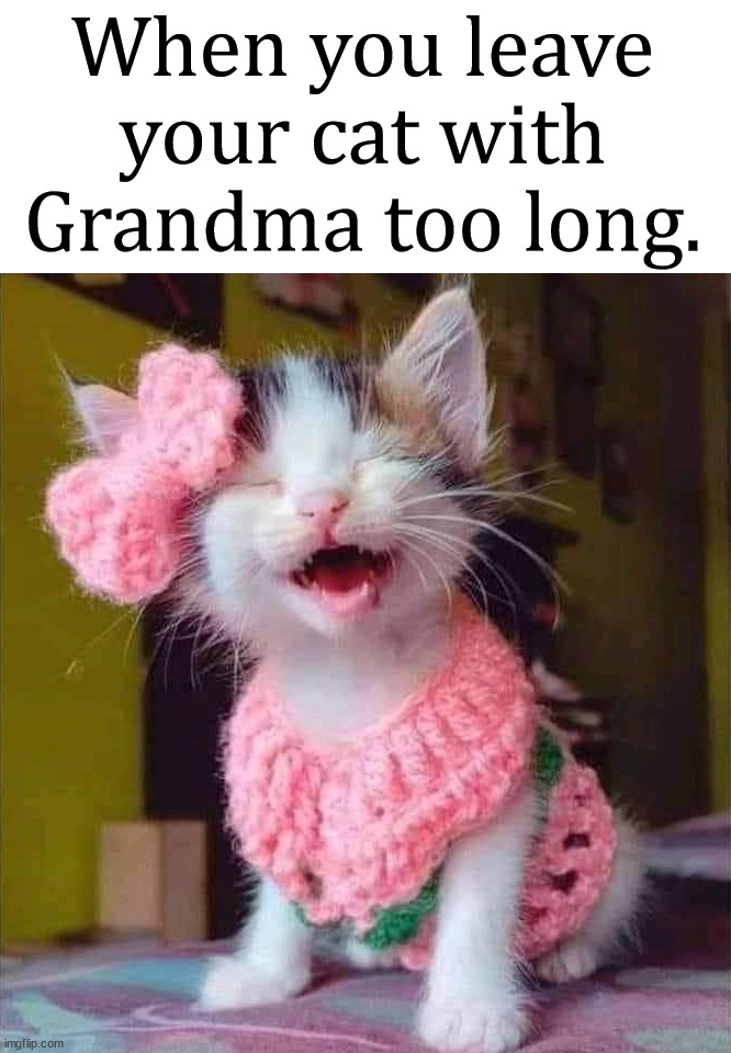 When you leave your cat with Grandma too long. | image tagged in cats | made w/ Imgflip meme maker