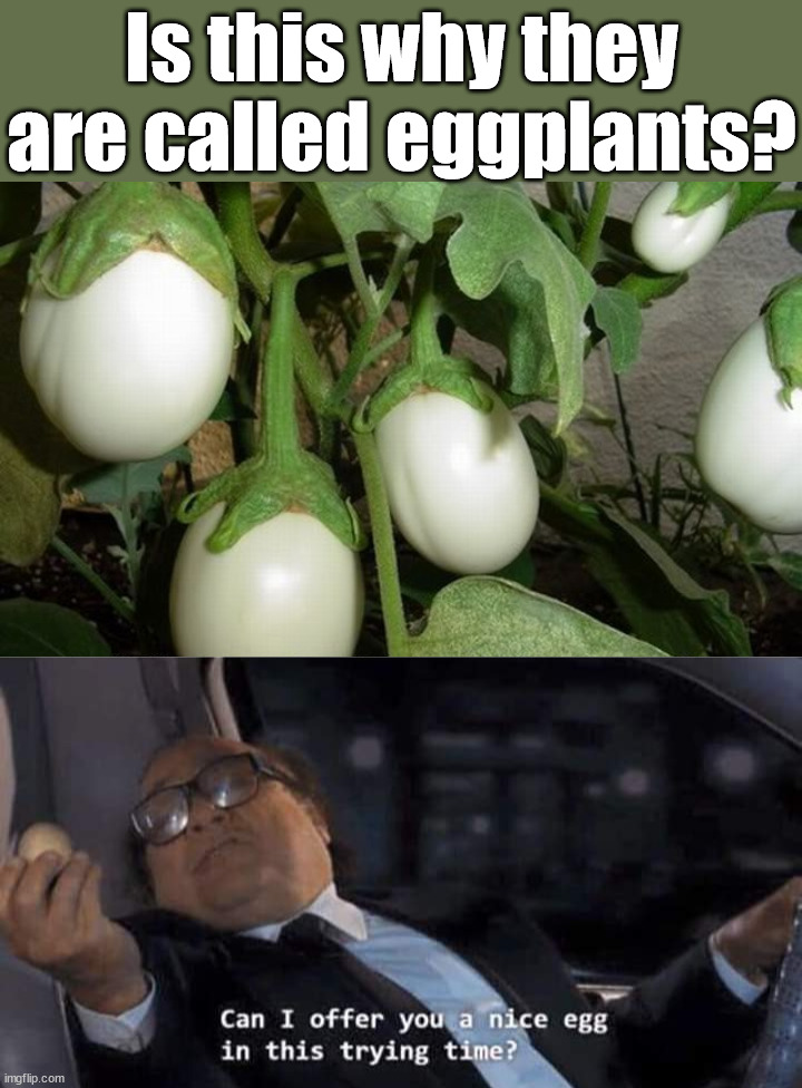 They do look like eggs. | Is this why they are called eggplants? | image tagged in can i offer you a nice egg in this trying time,eggplant | made w/ Imgflip meme maker