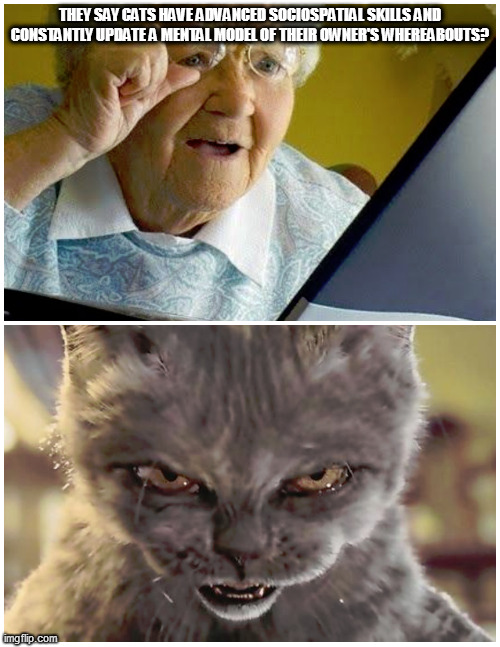 termeownator | THEY SAY CATS HAVE ADVANCED SOCIOSPATIAL SKILLS AND CONSTANTLY UPDATE A MENTAL MODEL OF THEIR OWNER'S WHEREABOUTS? | image tagged in memes,old lady discovers internet,cats,superintelligent,super hearing ability,watch out | made w/ Imgflip meme maker