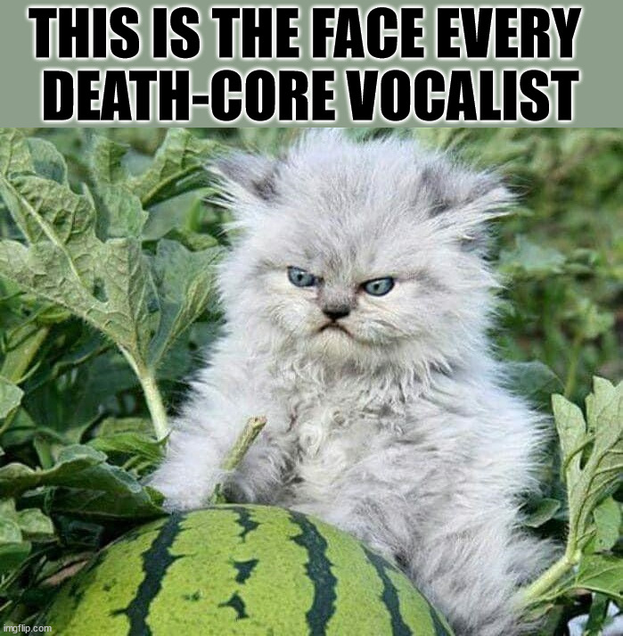 THIS IS THE FACE EVERY 
DEATH-CORE VOCALIST | image tagged in death metal,heavy metal,metal mania week,cat | made w/ Imgflip meme maker