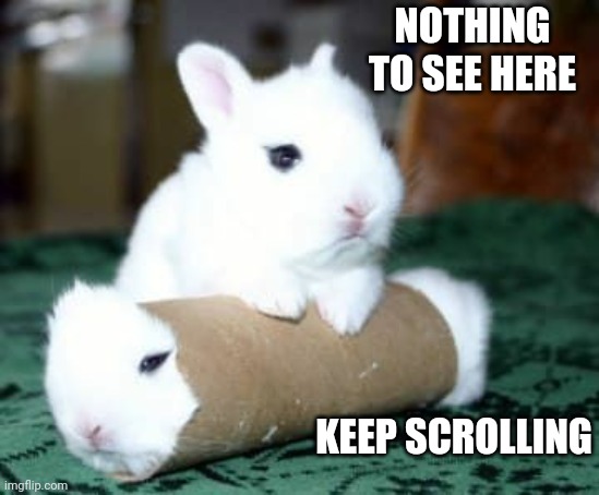 WE'LL JUST LET THEM BE | NOTHING TO SEE HERE; KEEP SCROLLING | image tagged in bunnies,bunny,rabbits | made w/ Imgflip meme maker