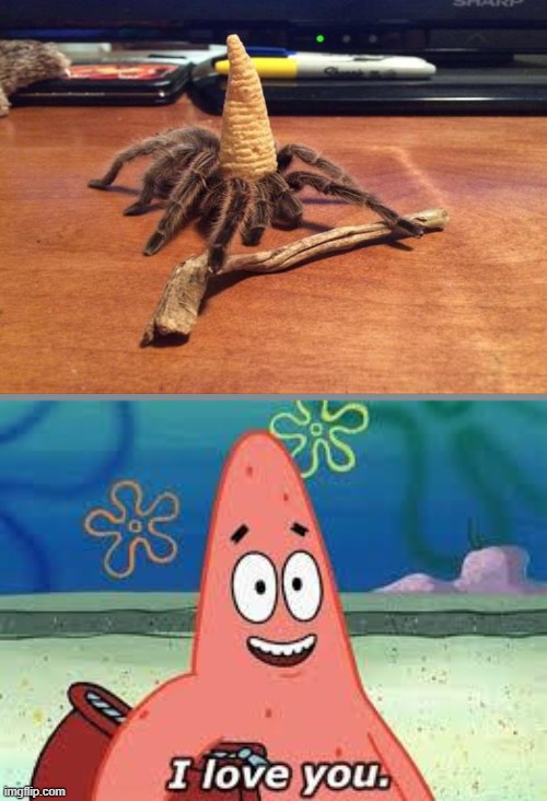Cute little hat | image tagged in patrick i love you | made w/ Imgflip meme maker