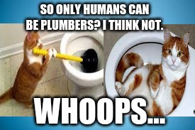 Overconfidence -- AP Psych | SO ONLY HUMANS CAN BE PLUMBERS? I THINK NOT. WHOOPS... | image tagged in psychology,cat,toilet | made w/ Imgflip meme maker