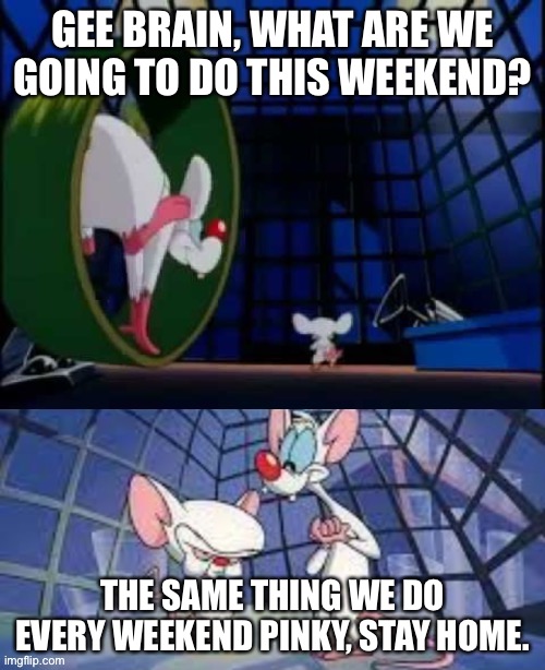 The Weekend Meme | GEE BRAIN, WHAT ARE WE GOING TO DO THIS WEEKEND? THE SAME THING WE DO EVERY WEEKEND PINKY, STAY HOME. | image tagged in gee brain what are we going to do tonight | made w/ Imgflip meme maker