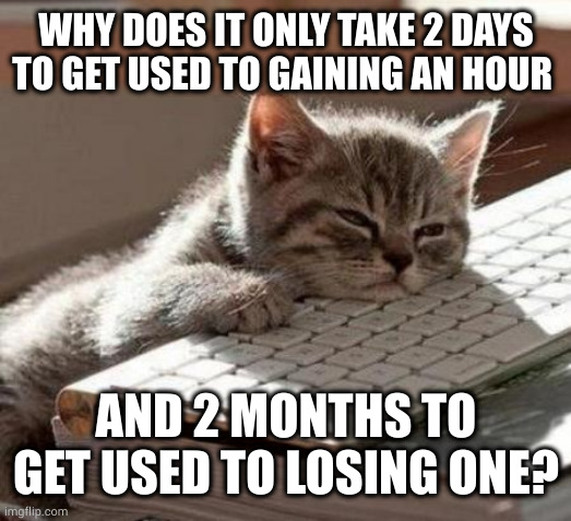 Daylight saving time needs to die | WHY DOES IT ONLY TAKE 2 DAYS TO GET USED TO GAINING AN HOUR; AND 2 MONTHS TO GET USED TO LOSING ONE? | image tagged in tired cat | made w/ Imgflip meme maker