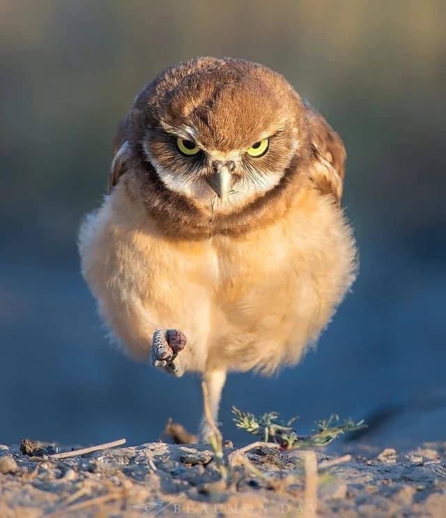 Burrowing Owl Blank Meme Template