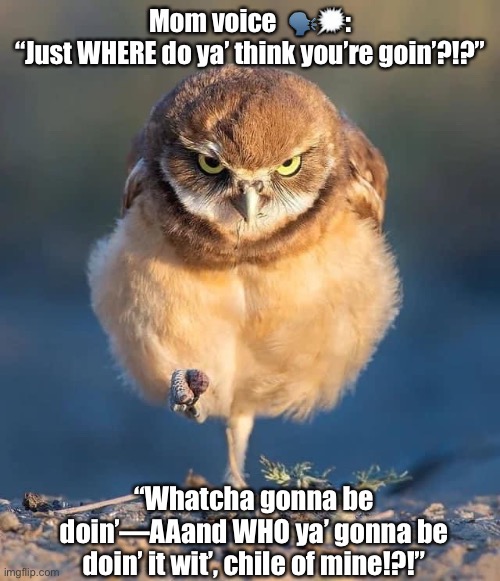 Angry Owl - Mad Mama meme | Mom voice  🗣🗯:
“Just WHERE do ya’ think you’re goin’?!?”; “Whatcha gonna be doin’—AAand WHO ya’ gonna be doin’ it wit’, chile of mine!?!” | image tagged in burrowing owl | made w/ Imgflip meme maker