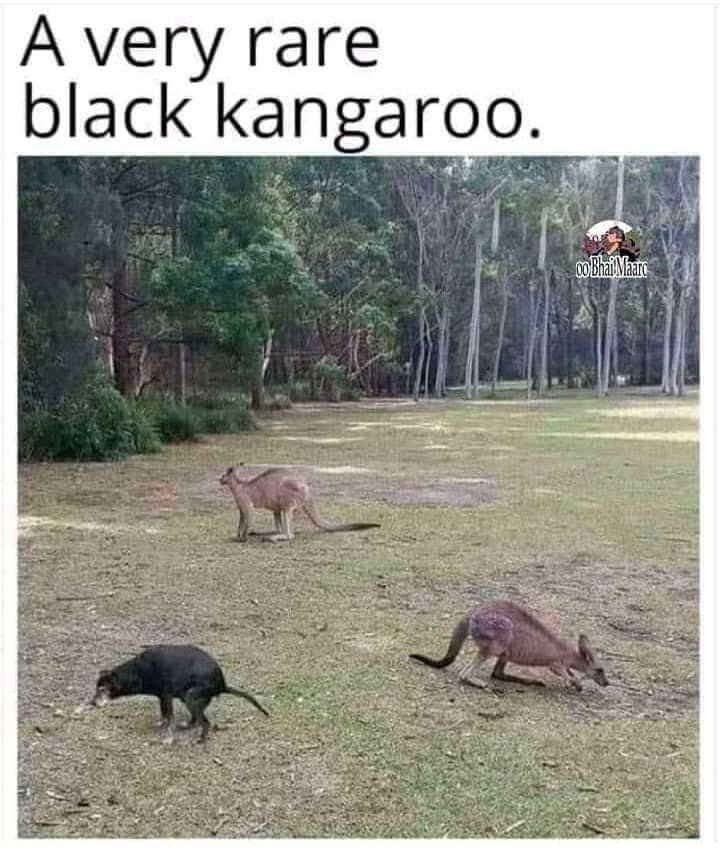 Black kangaroo Blank Meme Template