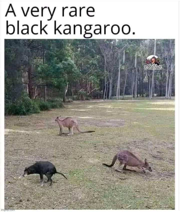 Black kangaroo | image tagged in black kangaroo | made w/ Imgflip meme maker
