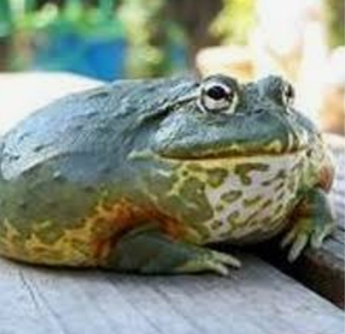 Daniel Blank Meme Template