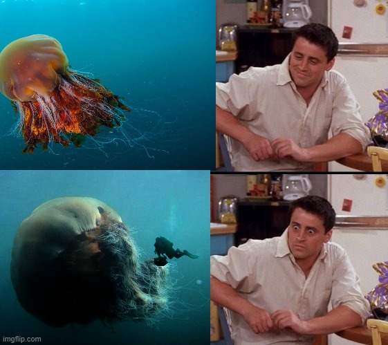 big jellyfish | image tagged in big,jellyfish | made w/ Imgflip meme maker
