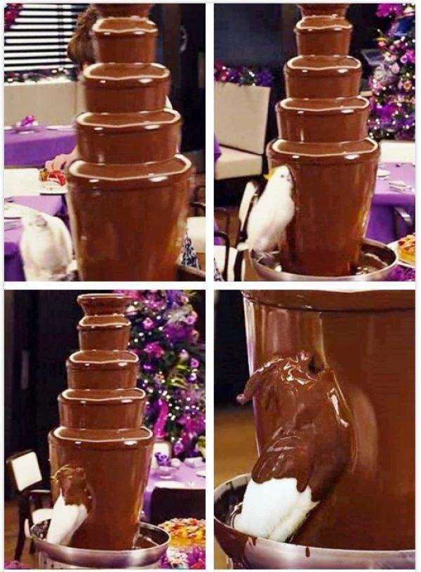 Bird in Chocolate Fountain Blank Meme Template