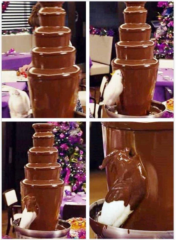 High Quality Bird in Chocolate Fountain Blank Meme Template