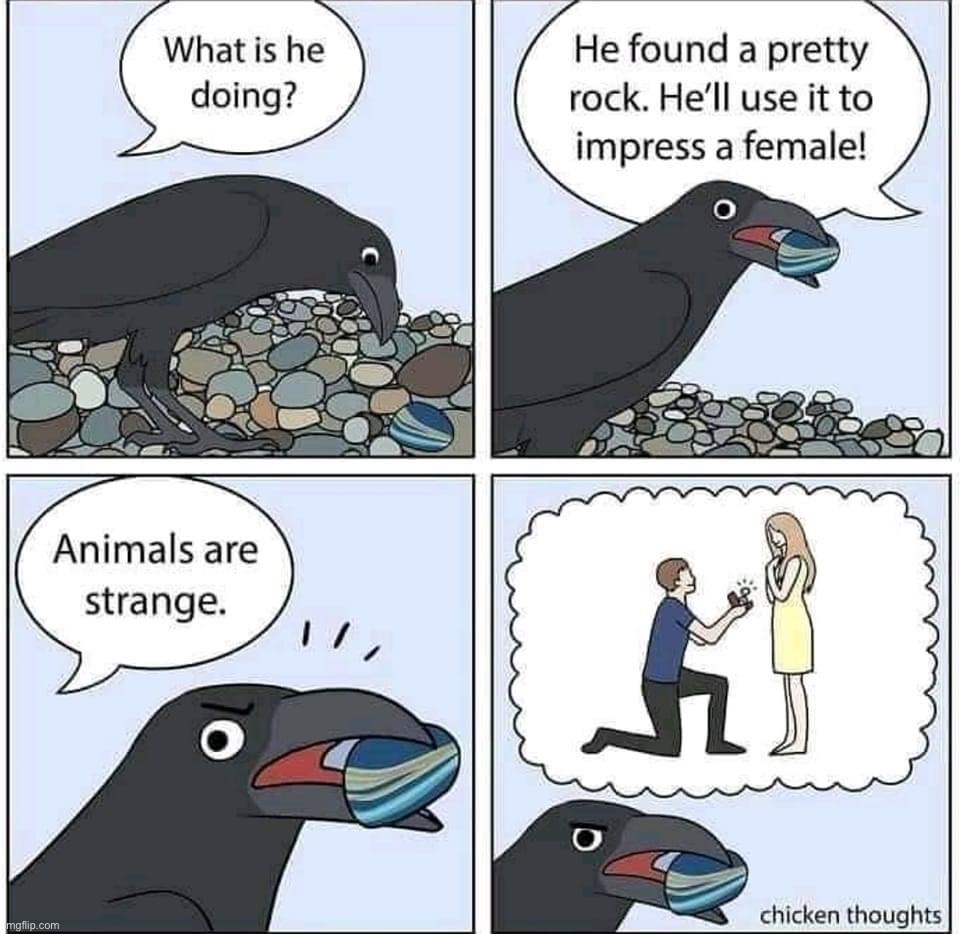 Pretty rock to impress female | image tagged in pretty rock to impress female | made w/ Imgflip meme maker