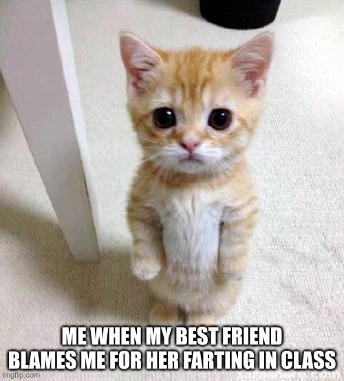 Cute Cat Meme | ME WHEN MY BEST FRIEND BLAMES ME FOR HER FARTING IN CLASS | image tagged in memes,cute cat | made w/ Imgflip meme maker