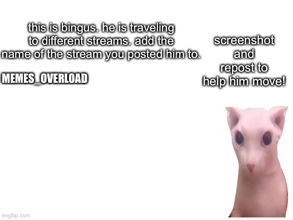 Help bingus by reposting him |  screenshot and repost to help him move! this is bingus. he is traveling to different streams. add the name of the stream you posted him to. MEMES_OVERLOAD | image tagged in blank white template,bingus,cat,meme,funny,repost this | made w/ Imgflip meme maker