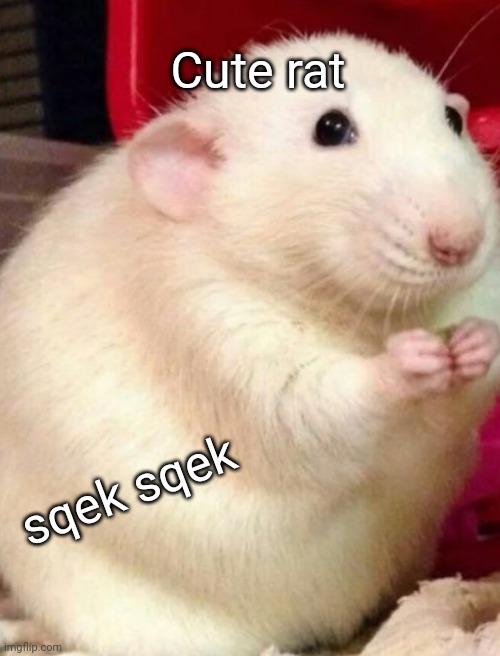 Cute rat; sqek sqek | image tagged in blank white template | made w/ Imgflip meme maker