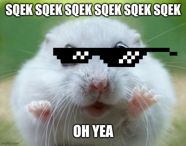 Hamster cute | SQEK SQEK SQEK SQEK SQEK SQEK; OH YEA | image tagged in hamster cute | made w/ Imgflip meme maker