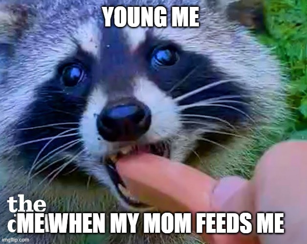 YOUNG ME, ME WHEN MY MOM FEEDS ME | YOUNG ME; ME WHEN MY MOM FEEDS ME | image tagged in racoon,raccoon | made w/ Imgflip meme maker