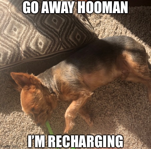 dog is solar-powered | GO AWAY HOOMAN; I’M RECHARGING | image tagged in dogs | made w/ Imgflip meme maker