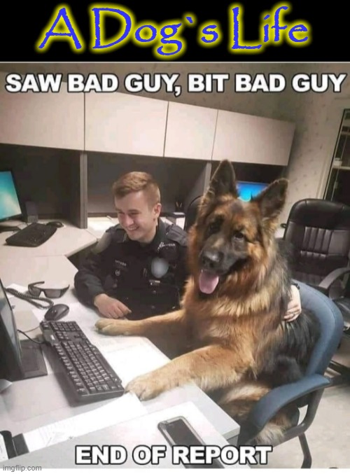 It`s a Dog`s Life ! | A Dog`s Life | image tagged in police dogs | made w/ Imgflip meme maker