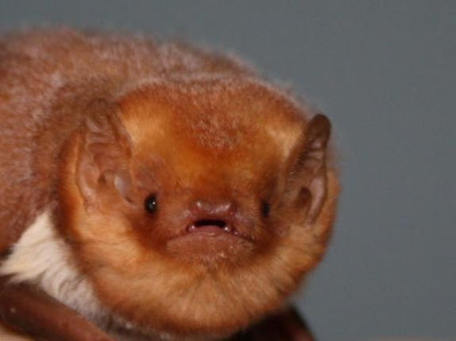 High Quality Disbelieving red bat Blank Meme Template