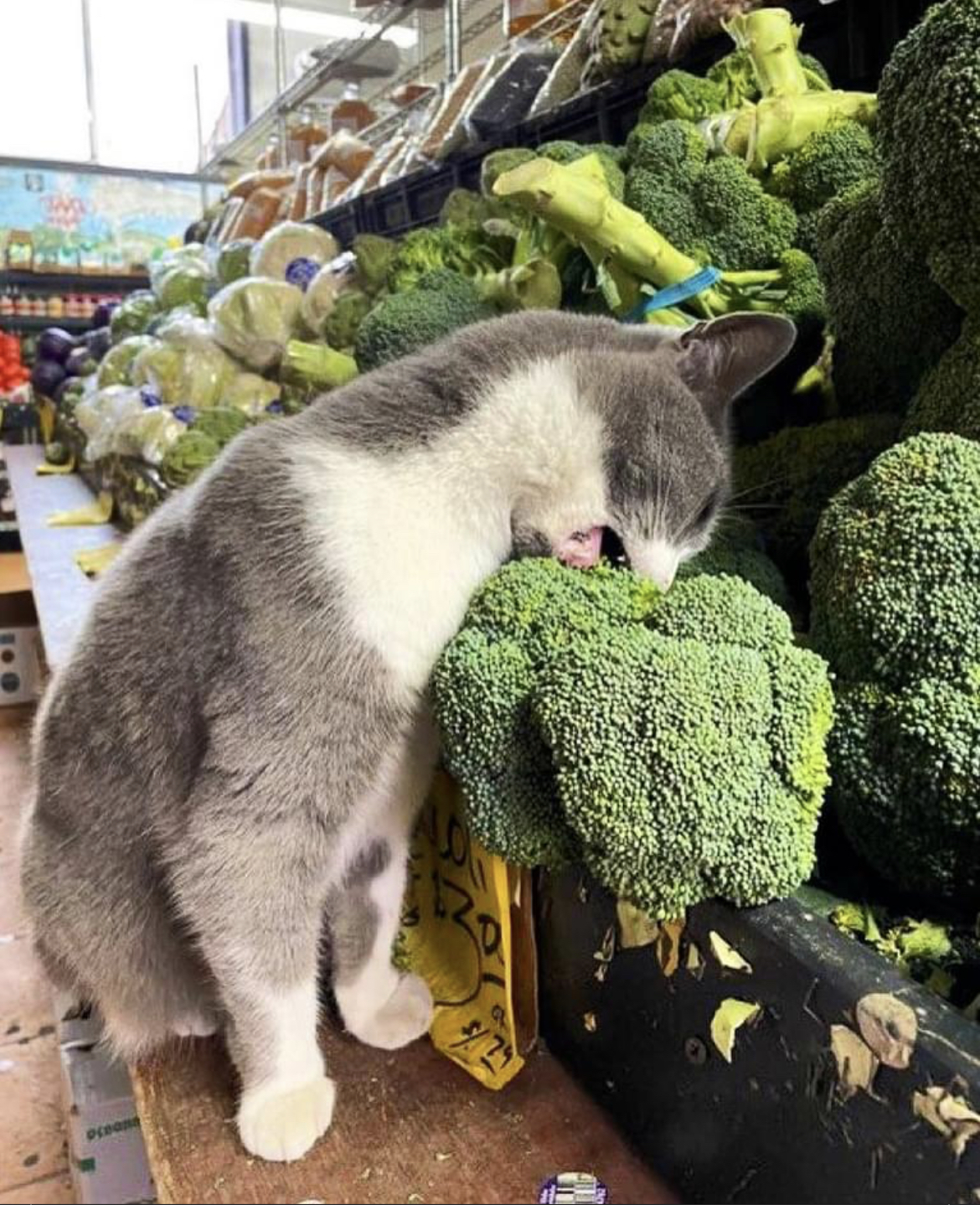 High Quality Kitty in the Grocery Blank Meme Template
