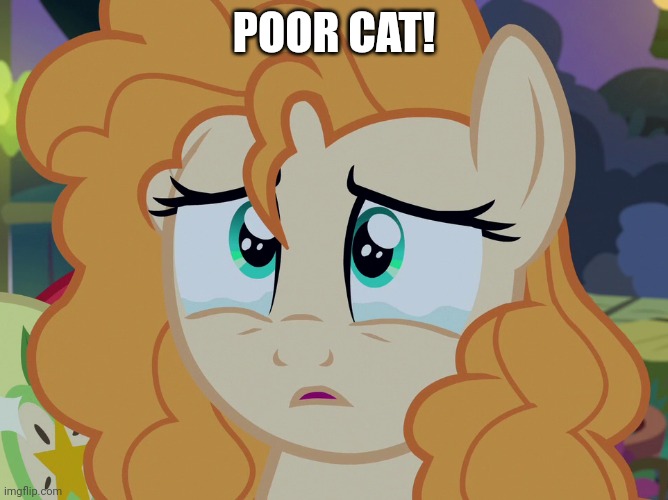 POOR CAT! | made w/ Imgflip meme maker