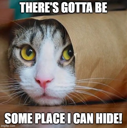 I Vant to be Alone | THERE'S GOTTA BE SOME PLACE I CAN HIDE! | image tagged in vince vance,cats,hiding,paper,meow,i love cats | made w/ Imgflip meme maker