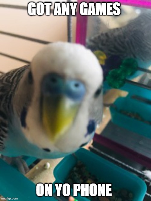 Got games on yo phone |  GOT ANY GAMES; ON YO PHONE | image tagged in birb | made w/ Imgflip meme maker