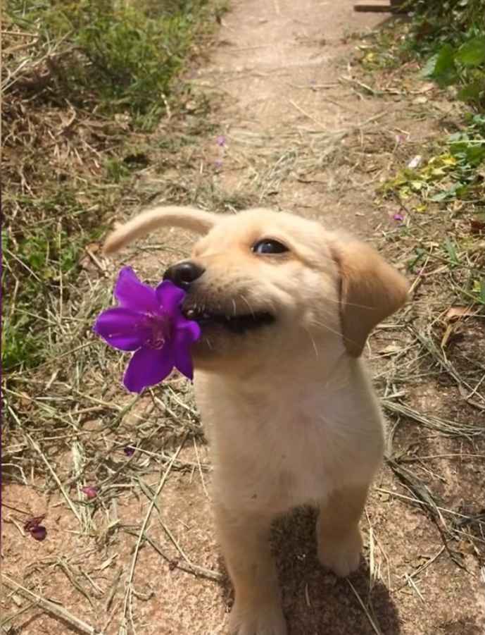 puppy with flower Blank Meme Template